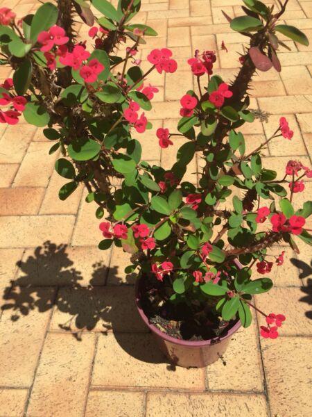 2 ONLY Crown of thorns plants pink.full sun