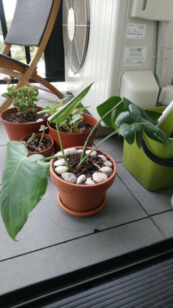 Potted indoor plants
