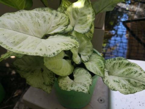 Syngonium pot plant