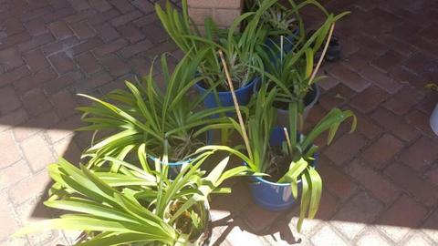Agapanthus plants going cheap