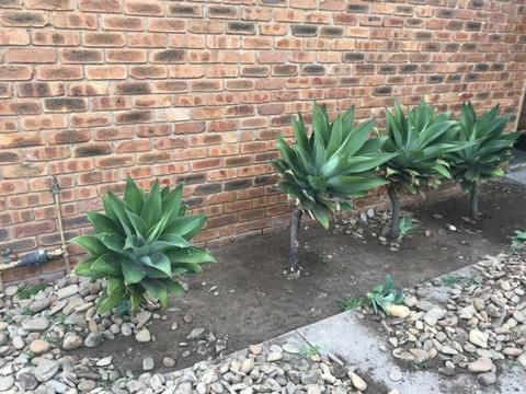 4 agaves free to good home