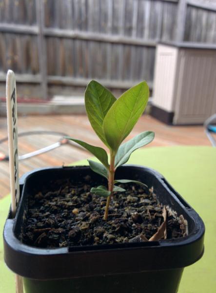 guava plant (pink Hawaiian, 2 plants for $8, shipping available
