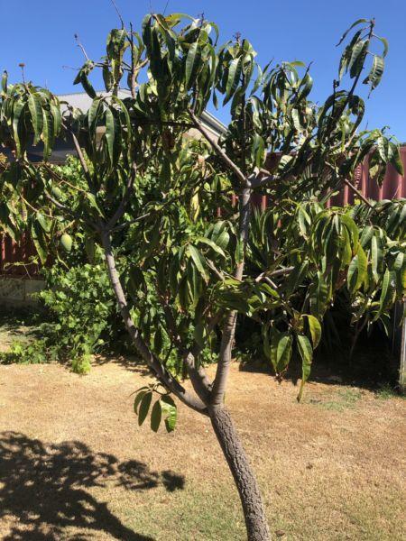 Mango tree pending pick up