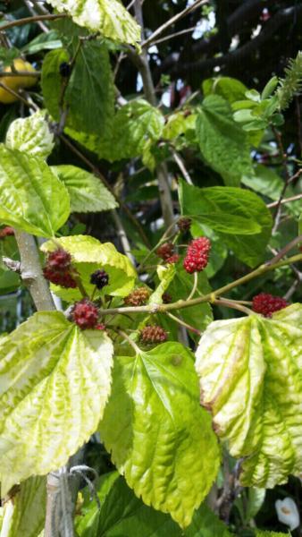 Black Mulberry Fruit Trees