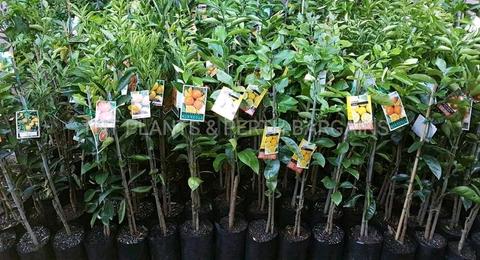 Fruit Trees From $8 Each Plants Perth