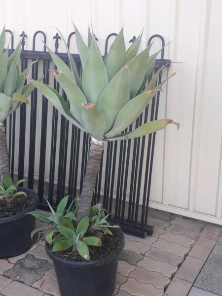 4 Large Agave