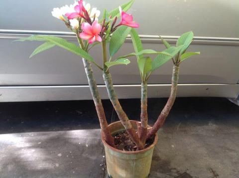 Frangipani & succulent for sale