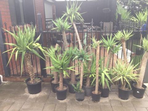 Standard yucca plants