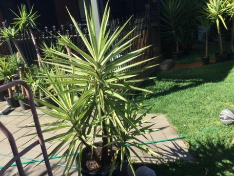 Green and white Yucca plant
