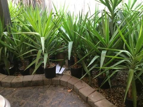 Yucca plants for sale