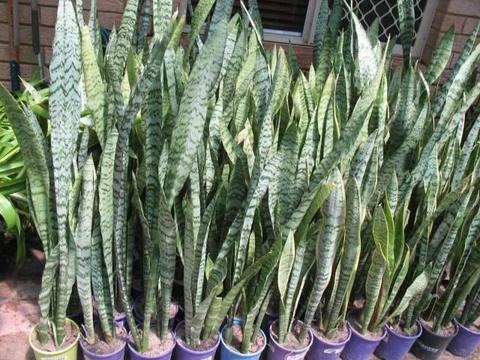Mother in law tongue plants for sale