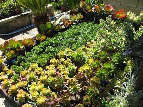 Various Beautiful Succulent for Sale