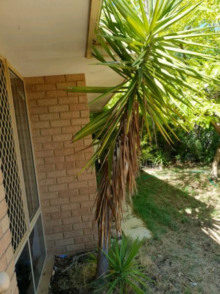 Plant. Palm. Yucca. Dracaena