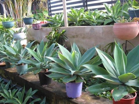 Potted Agave Plants for Sale