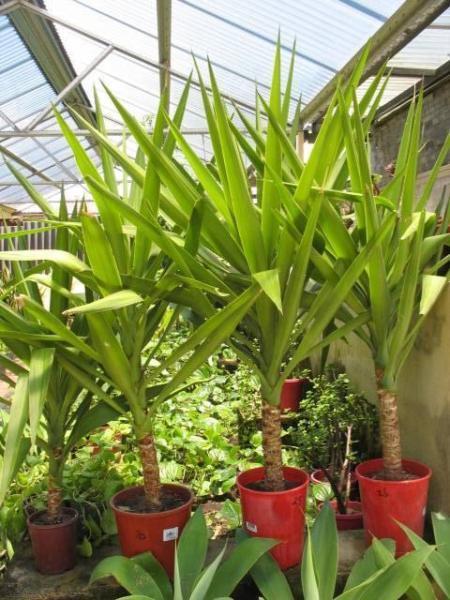 Potted Yacca Plants for Sale