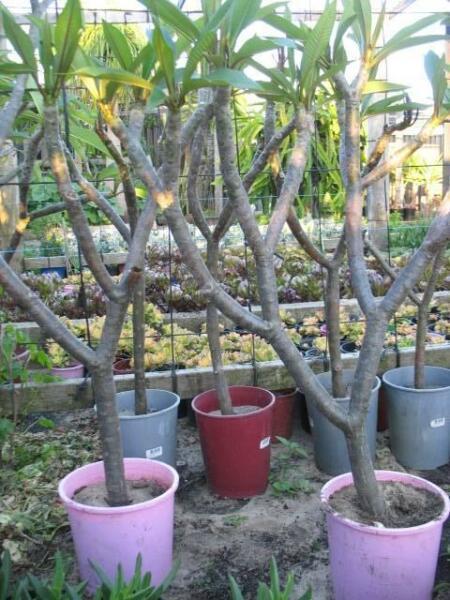 Potted Frangipani Plants for Sale