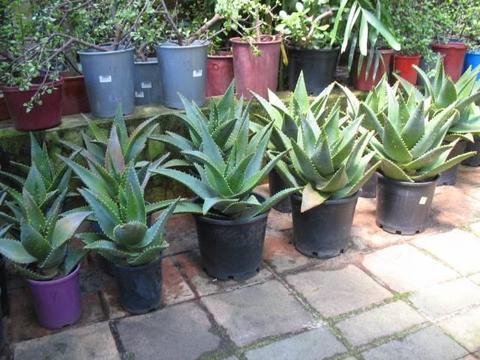 Potted Coastal Agave Plants for Sale