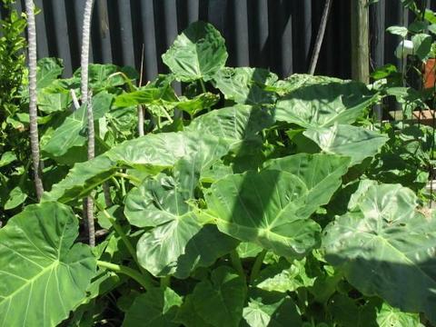 Potted Edible Elephant Ear Plants for Sale