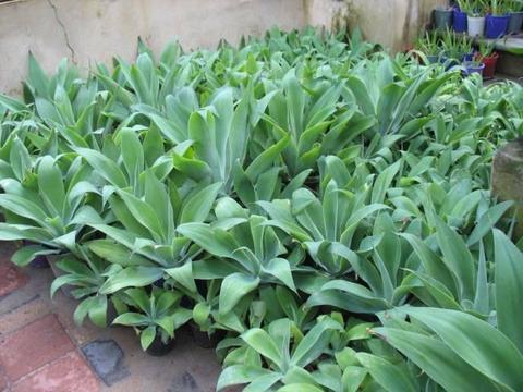 Cheap Agave Plants