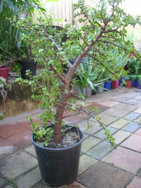 Potted Large Money Tree for Sale
