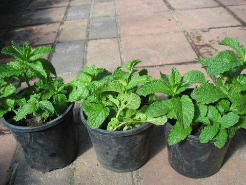 Potted Several Herbs/Mints for Sale cheap cheap
