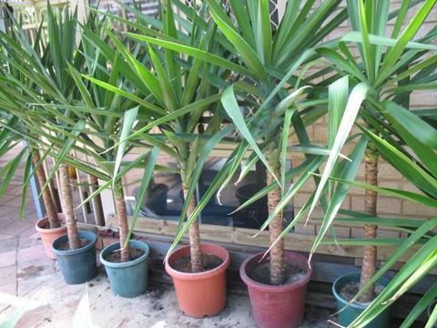 Potted Large Yacca Plants for Sale