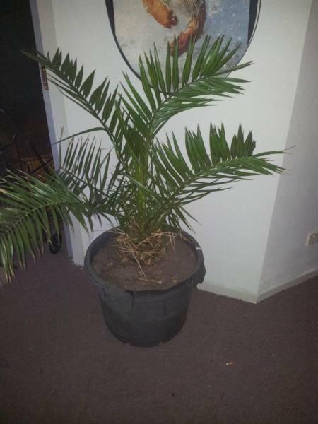 BABY PALM TREE IN POT MAKE A OFFER