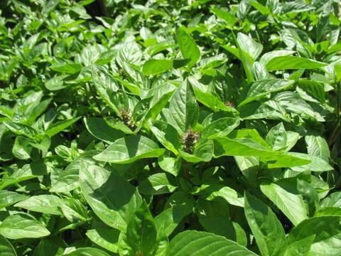 Potted Thai Basil Plants for Sale