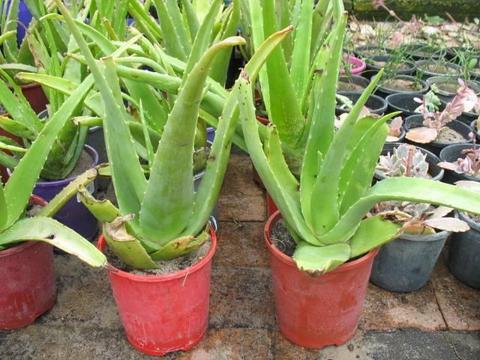 Cheap Aloe-Vera Plants for Sale