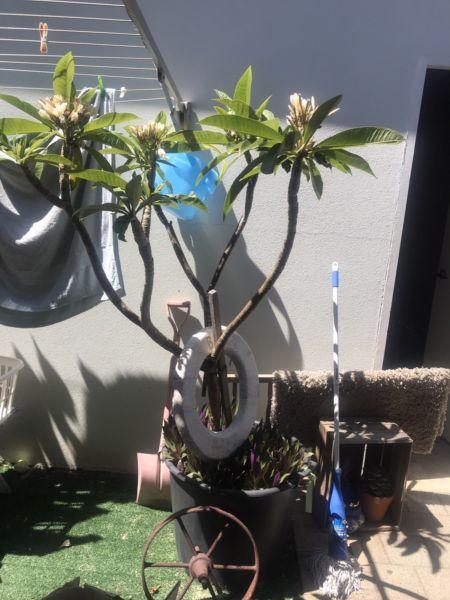 Large potted frangipanis