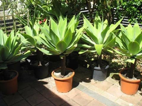 Gorgeous large agave plants for sale 15% off