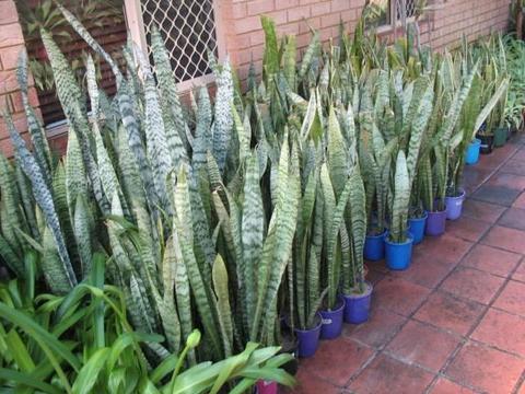 Potted mother in law tongue plants for sale