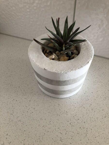 Concrete painted pot and real succulent