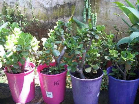 A wide range of jade (money tree) plants for sale
