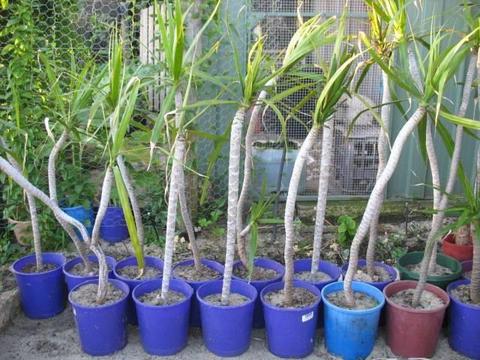Cheap Dracaena Plants for Sale