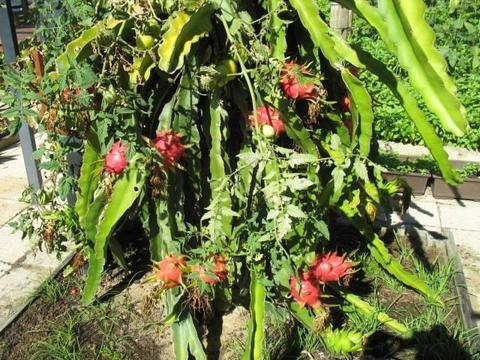 Potted Dragon Fruit Plants for Sale