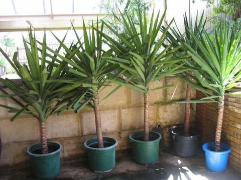 Gorgeous Large Yacca Plants for Sale