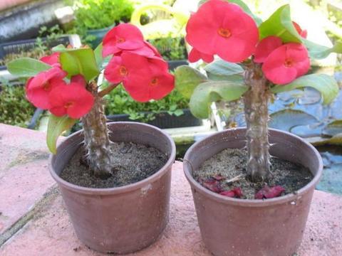 Cheap Crown of Thorn Plants for Sale