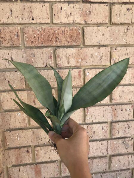 Sansevieria moonshine bare rooted