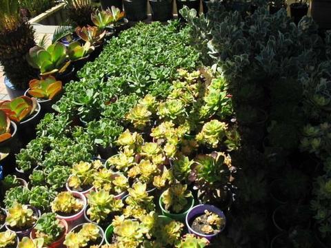 Various Beautiful Succulent for Sale