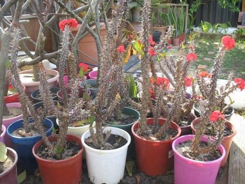 Potted Large Crown of Thorn Plants for Sale