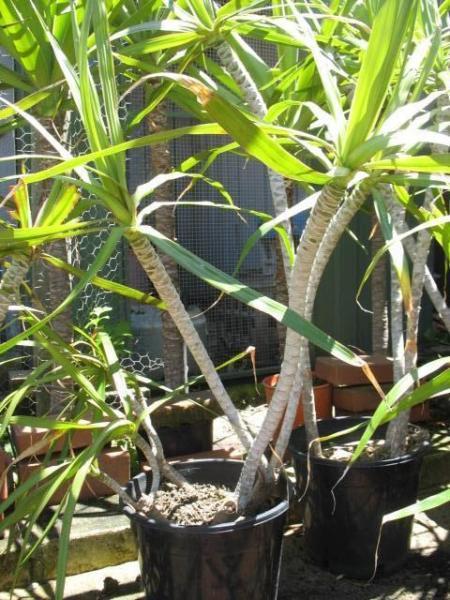 Potted Large Dracaena Plants for Sale