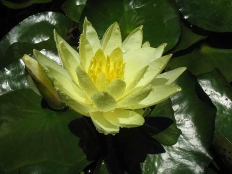 Potted Beautiful Yellow Water Lily Plants for Sale