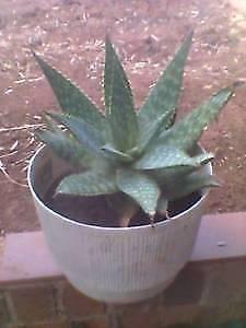 Aloe vera plants for sale