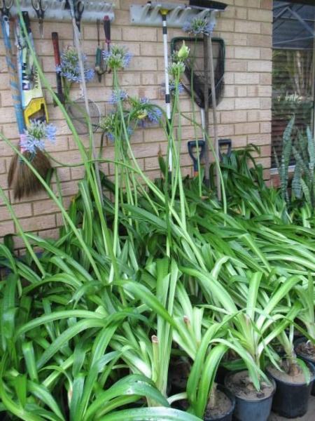 Potted Agapanthus Plants for Sale