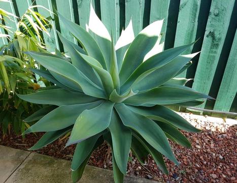 AGAVE Pups $5