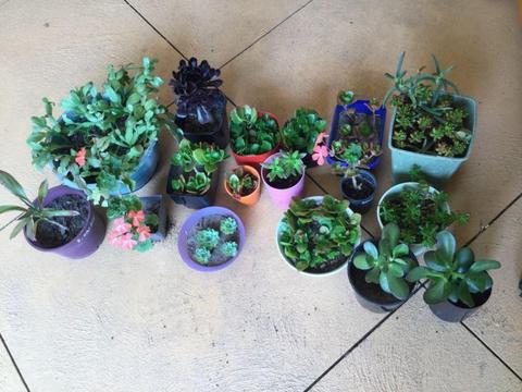 Assorted plants , make an offer