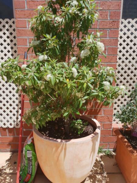2 x 1 metre Lemon Myrtle trees in 60cm Terracotta Pot
