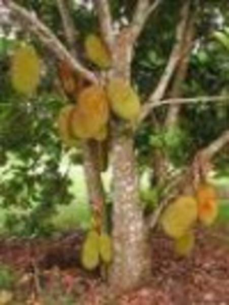 JACKFRUIT TREE (﻿Artocarpus Heterophyllus) 1 Organic Fruit Tree