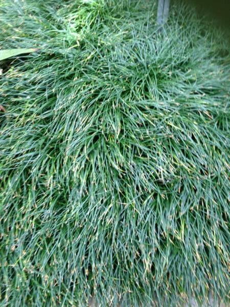 Mondo grass dwf grower direct cheap plants for perth
